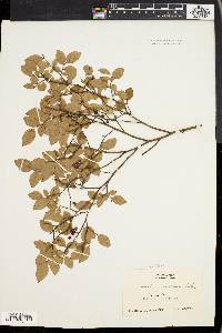 Vaccinium vacillans image