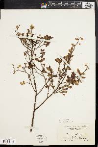 Vaccinium vacillans image