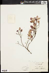 Vaccinium vacillans image