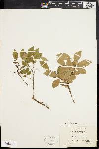 Vaccinium vacillans image