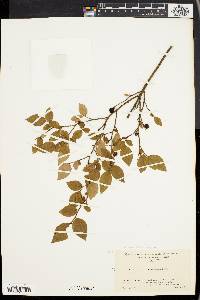 Vaccinium vacillans image