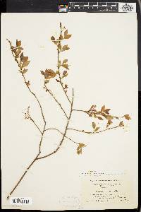 Vaccinium vacillans image