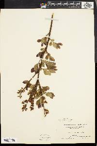 Vaccinium vacillans image