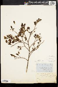 Vaccinium vacillans image