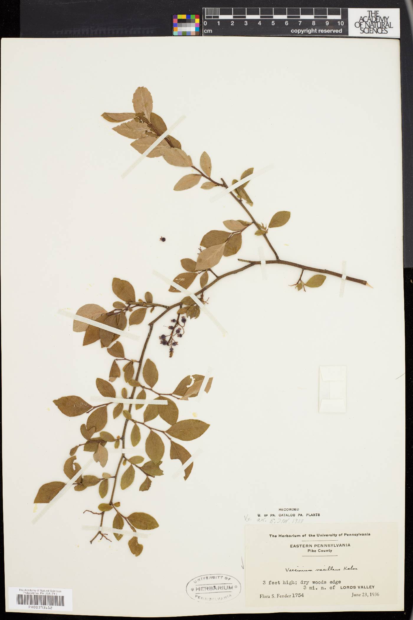 Vaccinium vacillans image