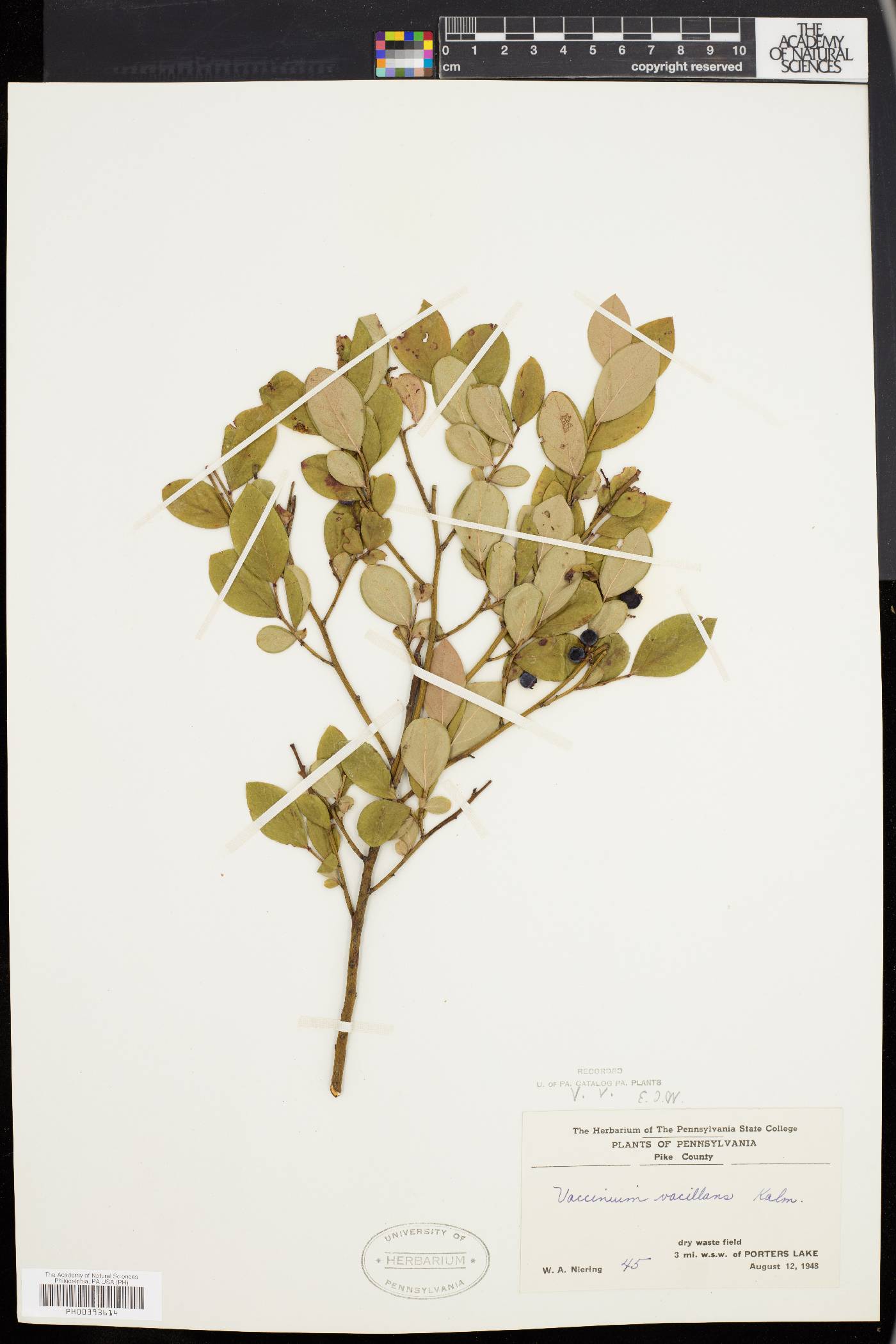 Vaccinium vacillans image