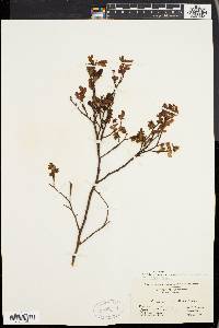 Vaccinium vacillans image