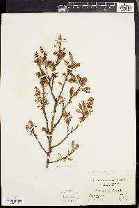 Vaccinium vacillans image