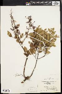 Vaccinium vacillans image