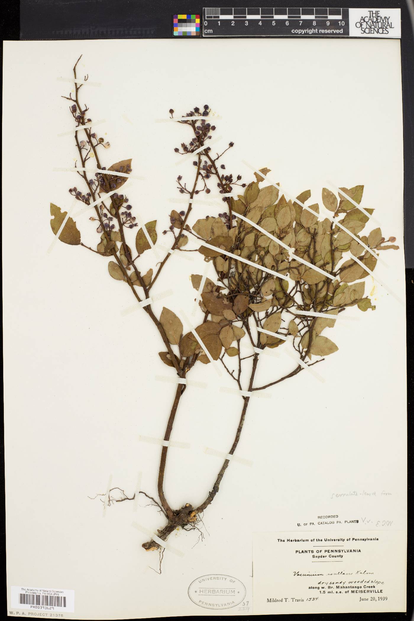 Vaccinium vacillans image