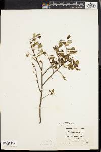 Vaccinium vacillans image