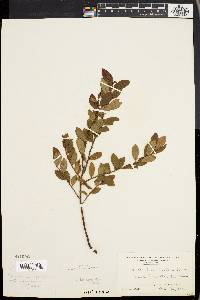 Vaccinium vacillans image