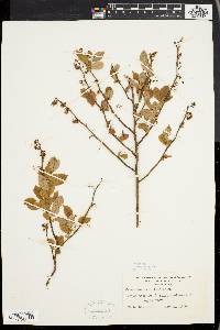 Vaccinium vacillans image