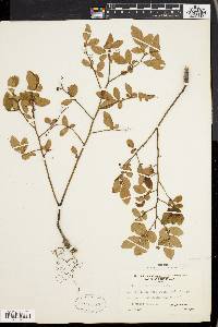 Vaccinium vacillans image