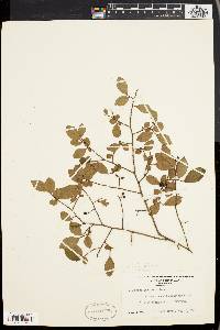 Vaccinium vacillans image