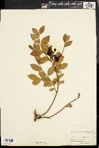 Vaccinium vacillans image