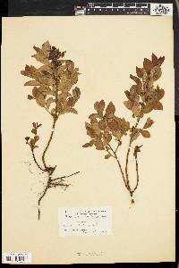 Vaccinium vacillans image