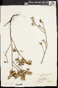 Vaccinium vacillans image