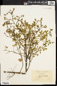 Vaccinium vacillans image