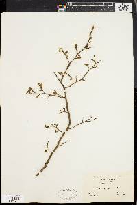 Vaccinium vacillans image