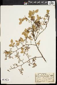 Vaccinium vacillans image