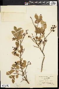 Vaccinium vacillans image