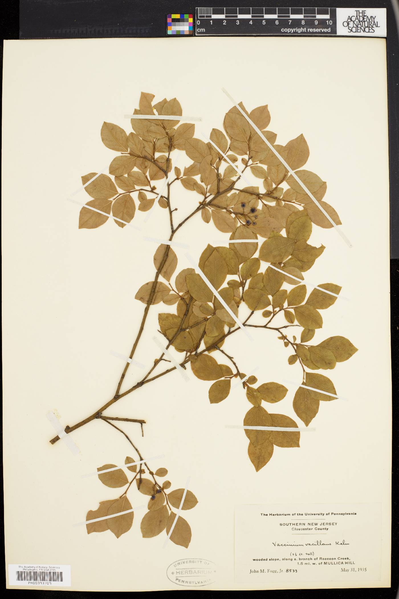 Vaccinium vacillans image