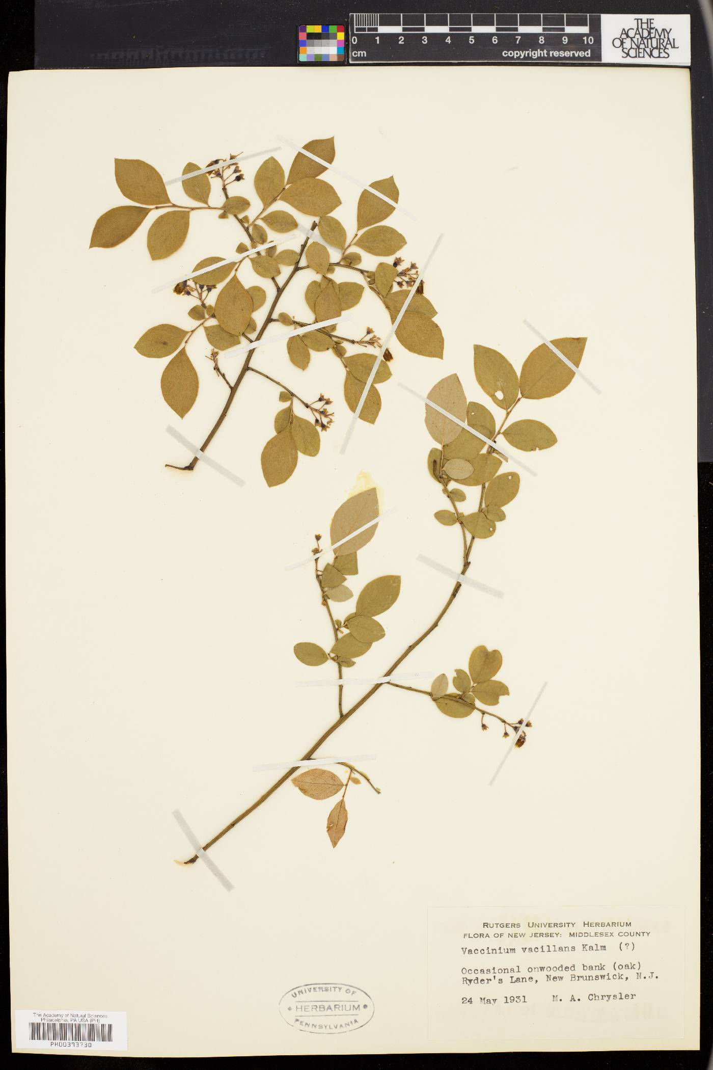 Vaccinium vacillans image