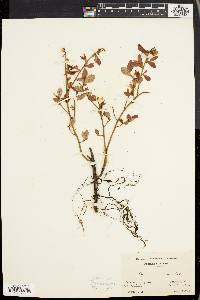 Vaccinium vacillans image