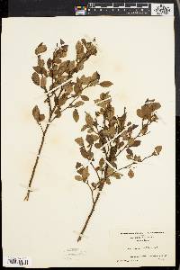 Vaccinium vacillans image