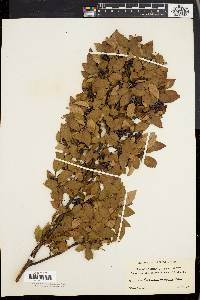 Vaccinium vacillans image