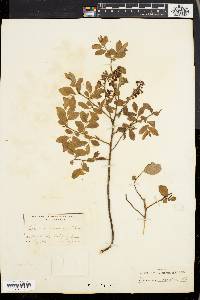 Vaccinium vacillans image