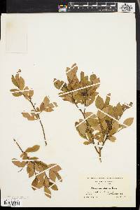 Vaccinium vacillans image