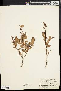 Vaccinium vacillans image