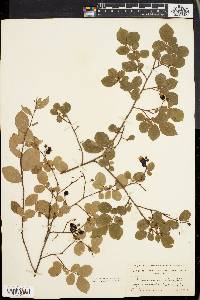 Vaccinium vacillans image