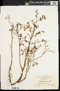 Vaccinium vacillans image