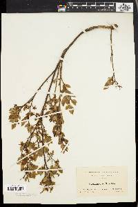 Vaccinium vacillans image