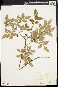 Vaccinium vacillans image