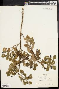 Vaccinium vacillans image