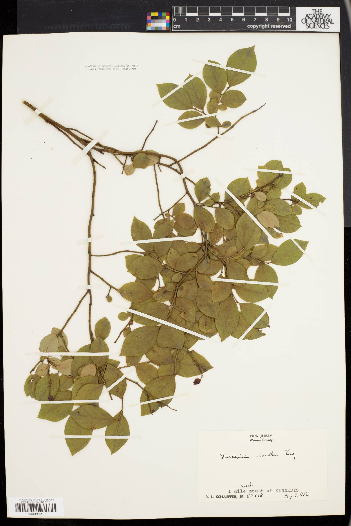 Vaccinium vacillans image