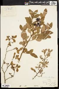 Vaccinium vacillans image