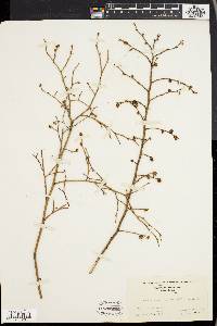 Vaccinium vacillans image