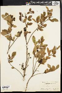 Vaccinium vacillans image