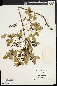 Vaccinium vacillans image