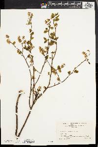 Vaccinium vacillans image