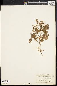 Vaccinium vacillans image