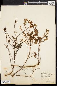 Vaccinium vacillans image