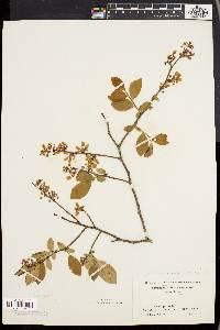 Vaccinium vacillans image