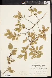 Vaccinium vacillans image