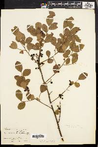 Vaccinium vacillans image